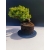 Żywe Drzewko Bonsai Jałowiec Rozesłany Procumbens 11-letni +GRATIS 524
