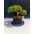 Żywe Drzewko Bonsai Jałowiec Rozesłany Procumbens 11-letni +GRATIS 524