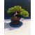 Żywe Drzewko Bonsai Jałowiec Rozesłany Procumbens 11-letni +GRATIS 524