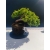 Żywe Drzewko Bonsai Jałowiec Rozesłany Procumbens 11-letni +GRATIS 524