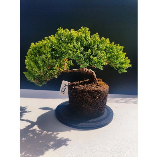 Żywe Drzewko Bonsai Jałowiec Rozesłany Procumbens 11-letni +GRATIS 524