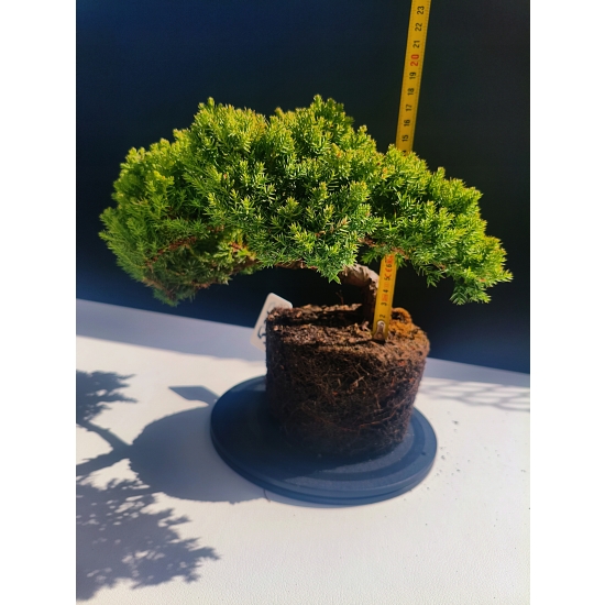 Żywe Drzewko Bonsai Jałowiec Rozesłany Procumbens 11-letni +GRATIS 524