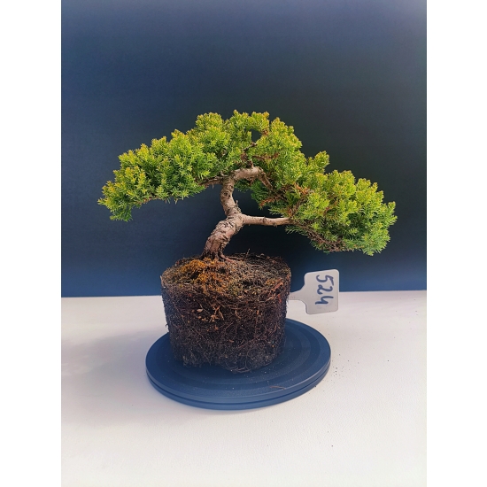 Żywe Drzewko Bonsai Jałowiec Rozesłany Procumbens 11-letni +GRATIS 524