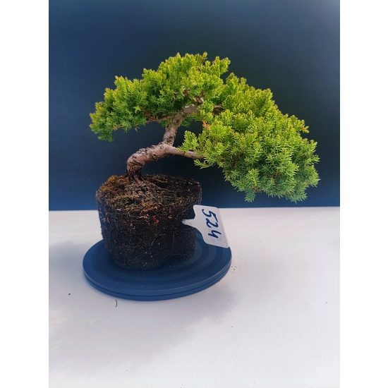 Żywe Drzewko Bonsai Jałowiec Rozesłany Procumbens 11-letni +GRATIS 524