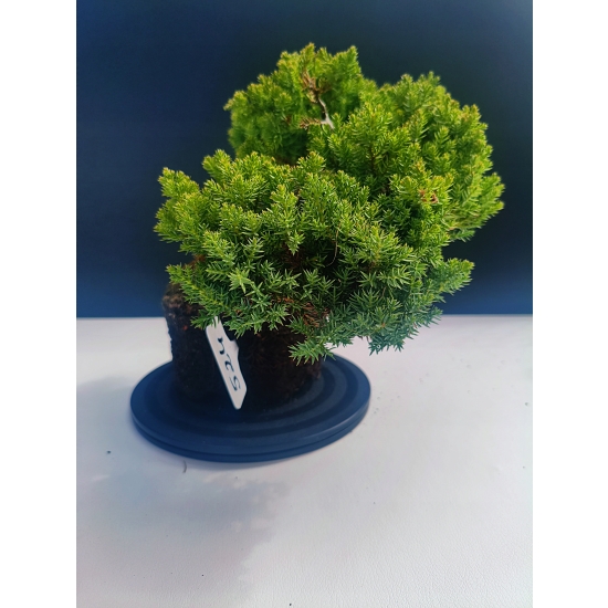 Żywe Drzewko Bonsai Jałowiec Rozesłany Procumbens 11-letni +GRATIS 524