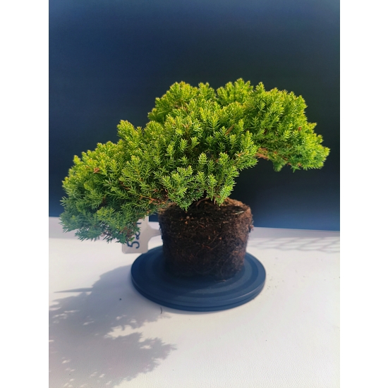 Żywe Drzewko Bonsai Jałowiec Rozesłany Procumbens 11-letni +GRATIS 524
