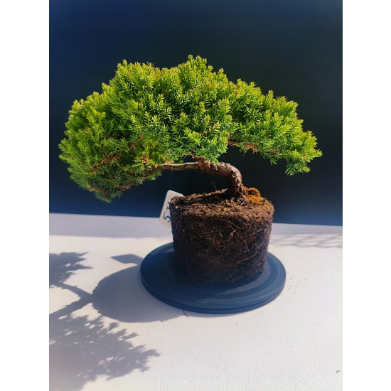 Żywe Drzewko Bonsai Jałowiec Rozesłany Procumbens 11-letni +GRATIS 524