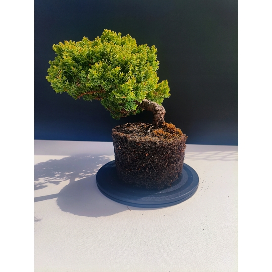 Żywe Drzewko Bonsai Jałowiec Rozesłany Procumbens 11-letni +GRATIS 524