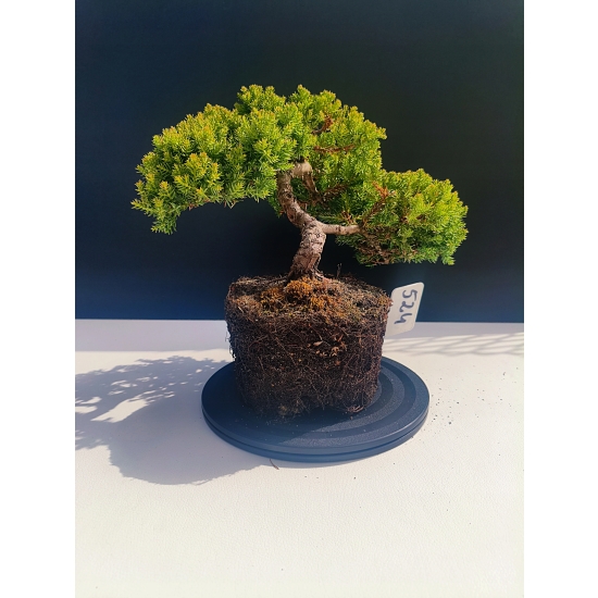 Żywe Drzewko Bonsai Jałowiec Rozesłany Procumbens 11-letni +GRATIS 524