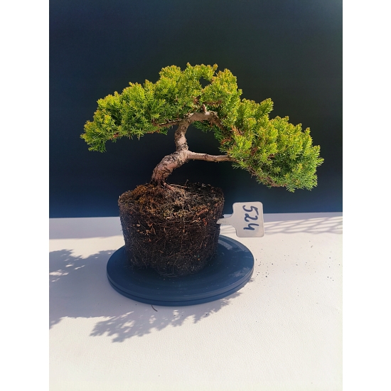 Żywe Drzewko Bonsai Jałowiec Rozesłany Procumbens 11-letni +GRATIS 524