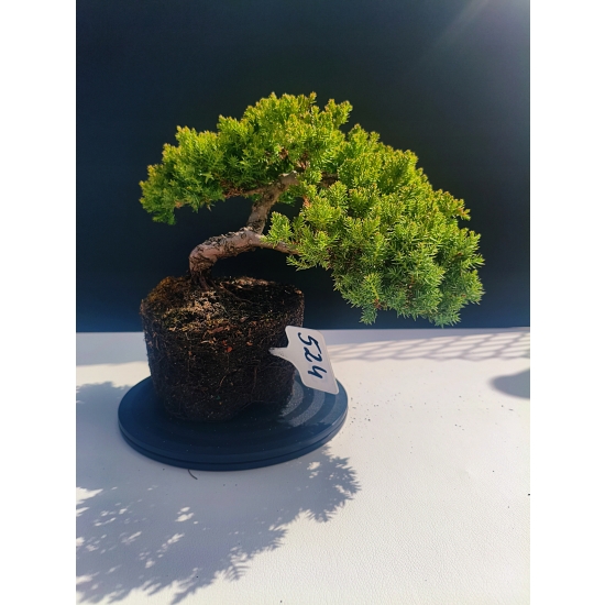 Żywe Drzewko Bonsai Jałowiec Rozesłany Procumbens 11-letni +GRATIS 524
