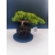 Żywe Drzewko Bonsai Jałowiec Rozesłany Procumbens 11-letni +GRATIS 525