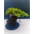 Żywe Drzewko Bonsai Jałowiec Rozesłany Procumbens 11-letni +GRATIS 525