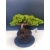 Żywe Drzewko Bonsai Jałowiec Rozesłany Procumbens 11-letni +GRATIS 525