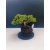 Żywe Drzewko Bonsai Jałowiec Rozesłany Procumbens 11-letni +GRATIS 525