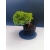 Żywe Drzewko Bonsai Jałowiec Rozesłany Procumbens 11-letni +GRATIS 525