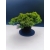 Żywe Drzewko Bonsai Jałowiec Rozesłany Procumbens 11-letni +GRATIS 525