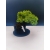 Żywe Drzewko Bonsai Jałowiec Rozesłany Procumbens 11-letni +GRATIS 525