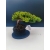 Żywe Drzewko Bonsai Jałowiec Rozesłany Procumbens 11-letni +GRATIS 525