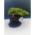 Żywe Drzewko Bonsai Jałowiec Rozesłany Procumbens 11-letni +GRATIS 525