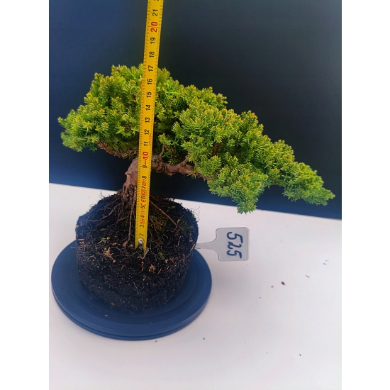 Żywe Drzewko Bonsai Jałowiec Rozesłany Procumbens 11-letni +GRATIS 525