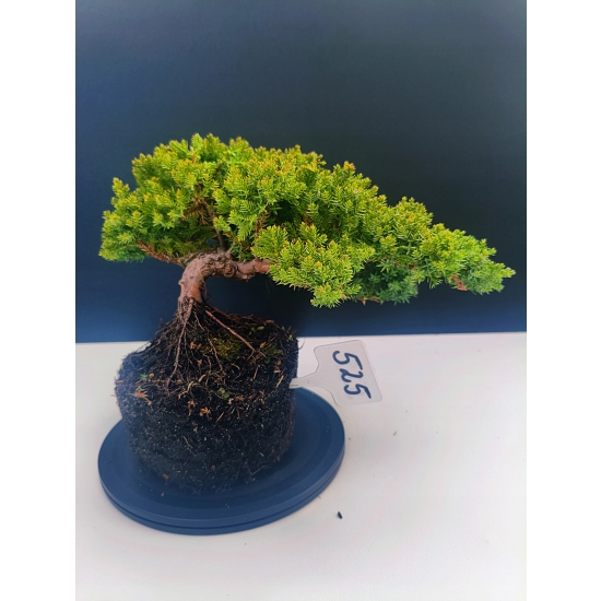 Żywe Drzewko Bonsai Jałowiec Rozesłany Procumbens 11-letni +GRATIS 525