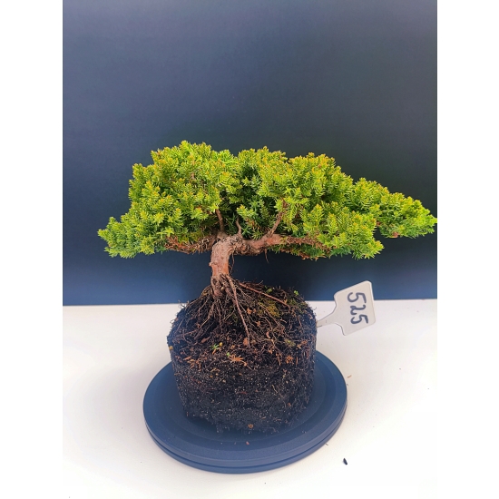 Żywe Drzewko Bonsai Jałowiec Rozesłany Procumbens 11-letni +GRATIS 525