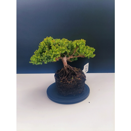 Żywe Drzewko Bonsai Jałowiec Rozesłany Procumbens 11-letni +GRATIS 525