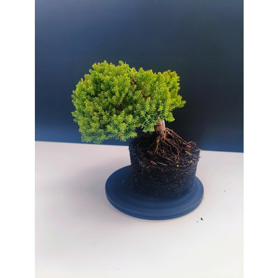 Żywe Drzewko Bonsai Jałowiec Rozesłany Procumbens 11-letni +GRATIS 525