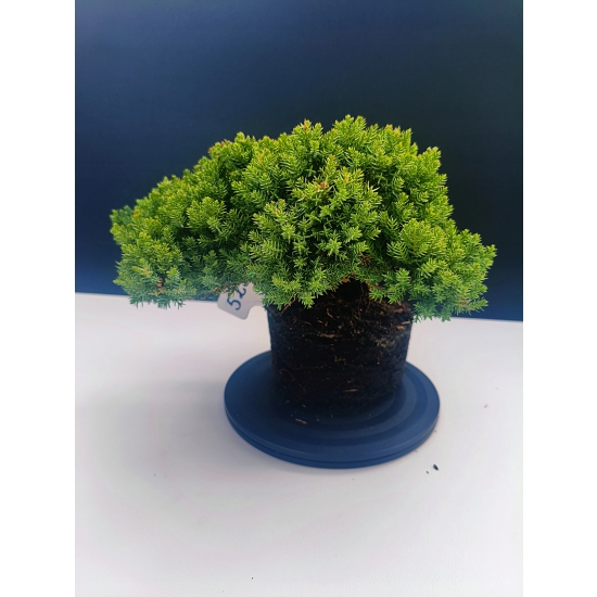 Żywe Drzewko Bonsai Jałowiec Rozesłany Procumbens 11-letni +GRATIS 525