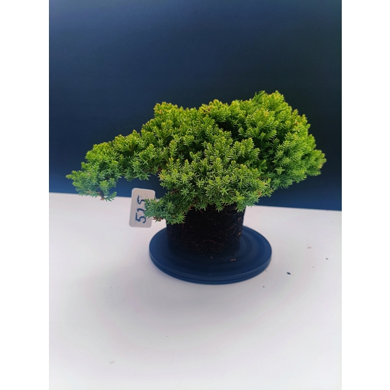 Żywe Drzewko Bonsai Jałowiec Rozesłany Procumbens 11-letni +GRATIS 525