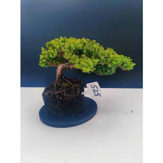 Żywe Drzewko Bonsai Jałowiec Rozesłany Procumbens 11-letni +GRATIS 525