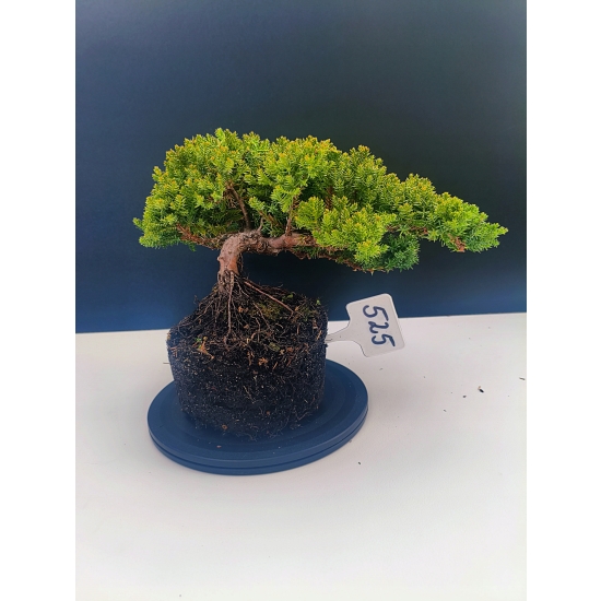 Żywe Drzewko Bonsai Jałowiec Rozesłany Procumbens 11-letni +GRATIS 525