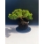 Żywe Drzewko Bonsai Jałowiec Rozesłany Procumbens 11-letni +GRATIS 528