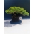 Żywe Drzewko Bonsai Jałowiec Rozesłany Procumbens 11-letni +GRATIS 528