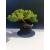 Żywe Drzewko Bonsai Jałowiec Rozesłany Procumbens 11-letni +GRATIS 528