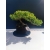 Żywe Drzewko Bonsai Jałowiec Rozesłany Procumbens 11-letni +GRATIS 528