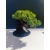 Żywe Drzewko Bonsai Jałowiec Rozesłany Procumbens 11-letni +GRATIS 528