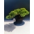 Żywe Drzewko Bonsai Jałowiec Rozesłany Procumbens 11-letni +GRATIS 528