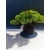 Żywe Drzewko Bonsai Jałowiec Rozesłany Procumbens 11-letni +GRATIS 528