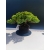 Żywe Drzewko Bonsai Jałowiec Rozesłany Procumbens 11-letni +GRATIS 528