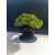 Żywe Drzewko Bonsai Jałowiec Rozesłany Procumbens 11-letni +GRATIS 528