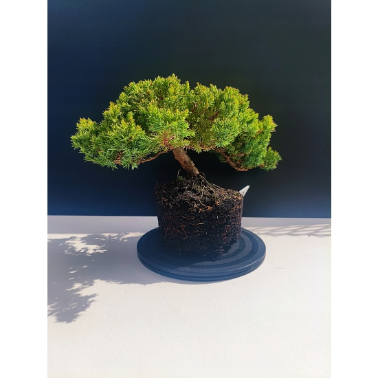 Żywe Drzewko Bonsai Jałowiec Rozesłany Procumbens 11-letni +GRATIS 528