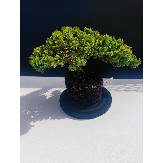 Żywe Drzewko Bonsai Jałowiec Rozesłany Procumbens 11-letni +GRATIS 528