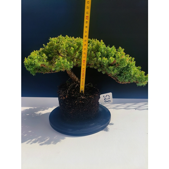 Żywe Drzewko Bonsai Jałowiec Rozesłany Procumbens 11-letni +GRATIS 528