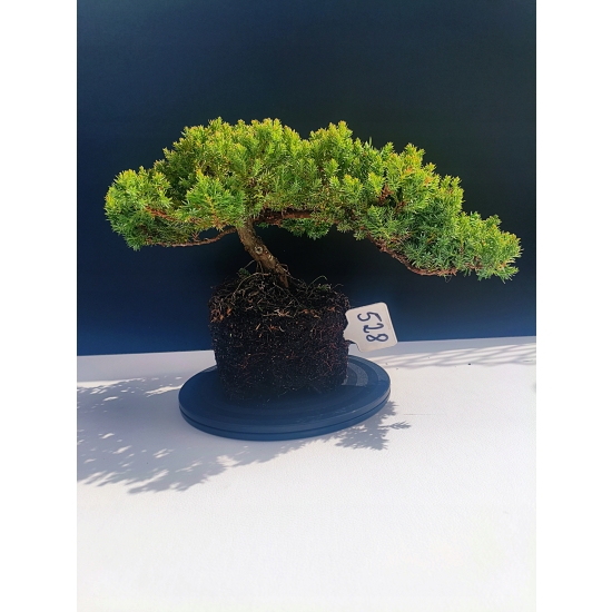 Żywe Drzewko Bonsai Jałowiec Rozesłany Procumbens 11-letni +GRATIS 528