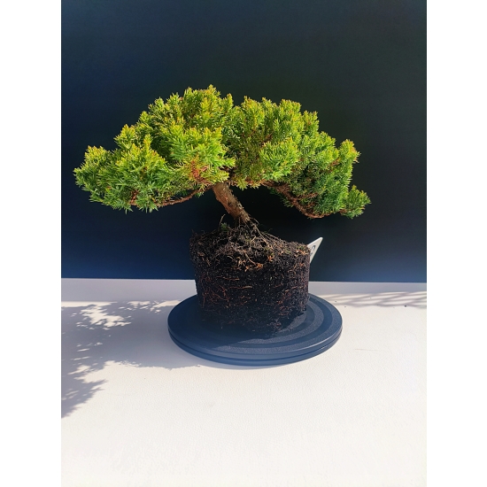 Żywe Drzewko Bonsai Jałowiec Rozesłany Procumbens 11-letni +GRATIS 528