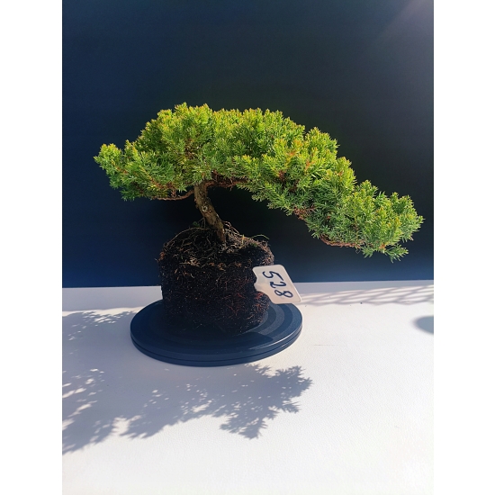 Żywe Drzewko Bonsai Jałowiec Rozesłany Procumbens 11-letni +GRATIS 528