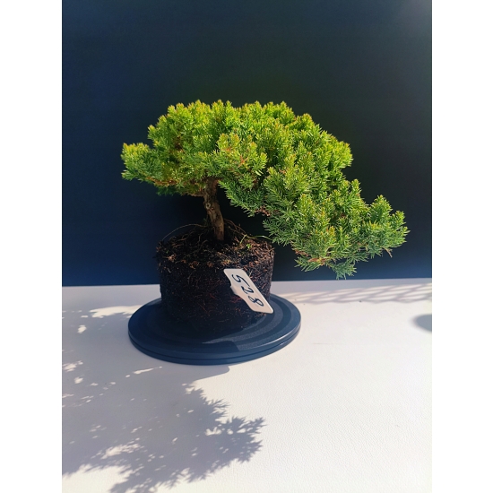 Żywe Drzewko Bonsai Jałowiec Rozesłany Procumbens 11-letni +GRATIS 528