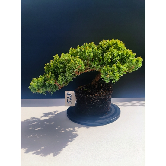 Żywe Drzewko Bonsai Jałowiec Rozesłany Procumbens 11-letni +GRATIS 528